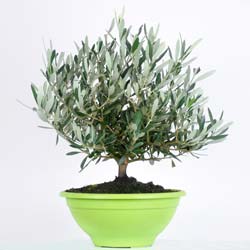 olea europea bonsai
